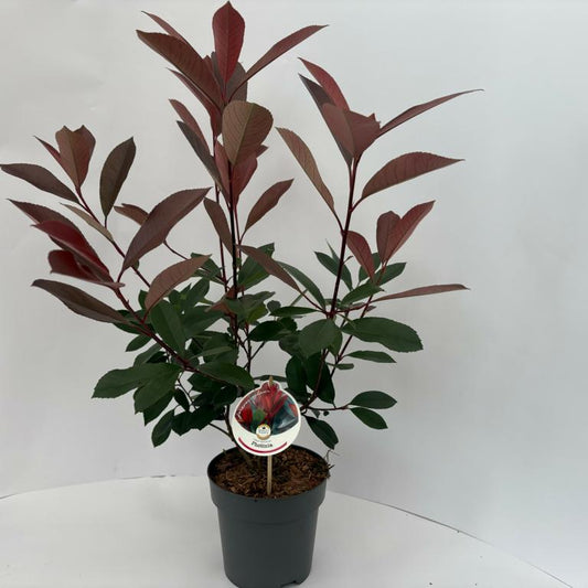 Glanzmispel 'Red Robin' (Photinia x fraseri) – Immergrüner Strauch, rot austreibend, 60–90 cm