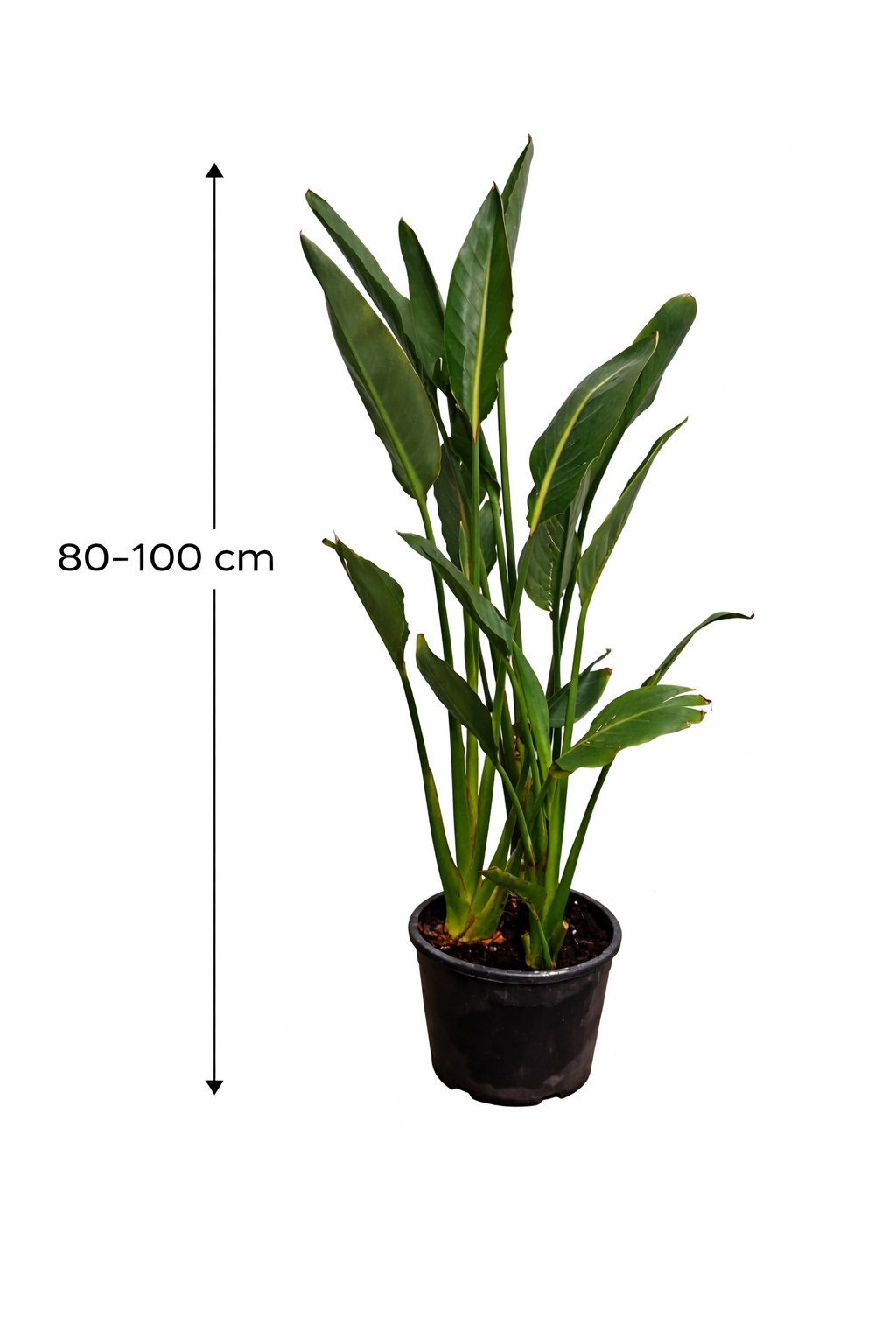 Strelitzia reginae 80-100 cm / 2-3 rostliny v květináči 5-6 let stará rostlina Bird of Paradise