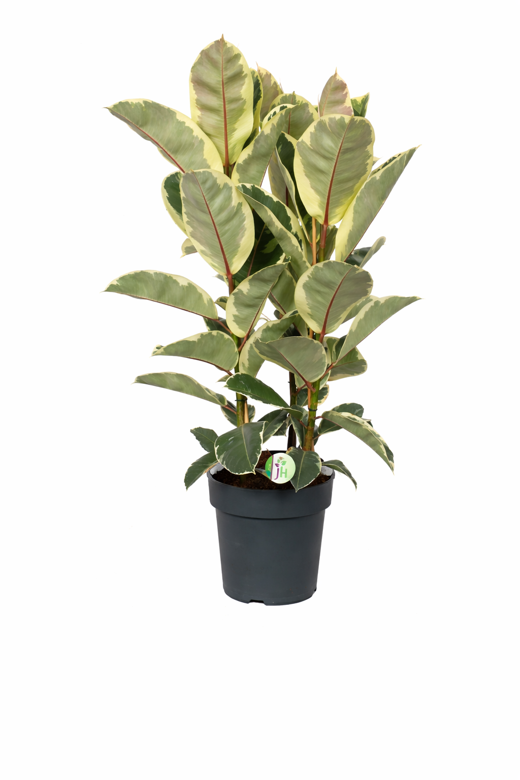 Weissbunter Gummibaum 3 Pflanzen im Topf ca. 130 cm Ficus elastica Tineke Zimmerpflanze