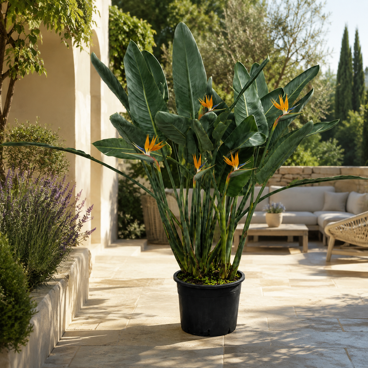 Strelitzia reginae – Paradiesvogelblume ca. 150 cm – große exotische Zimmerpflanze, Papageienblume & Königs-Strelitzie