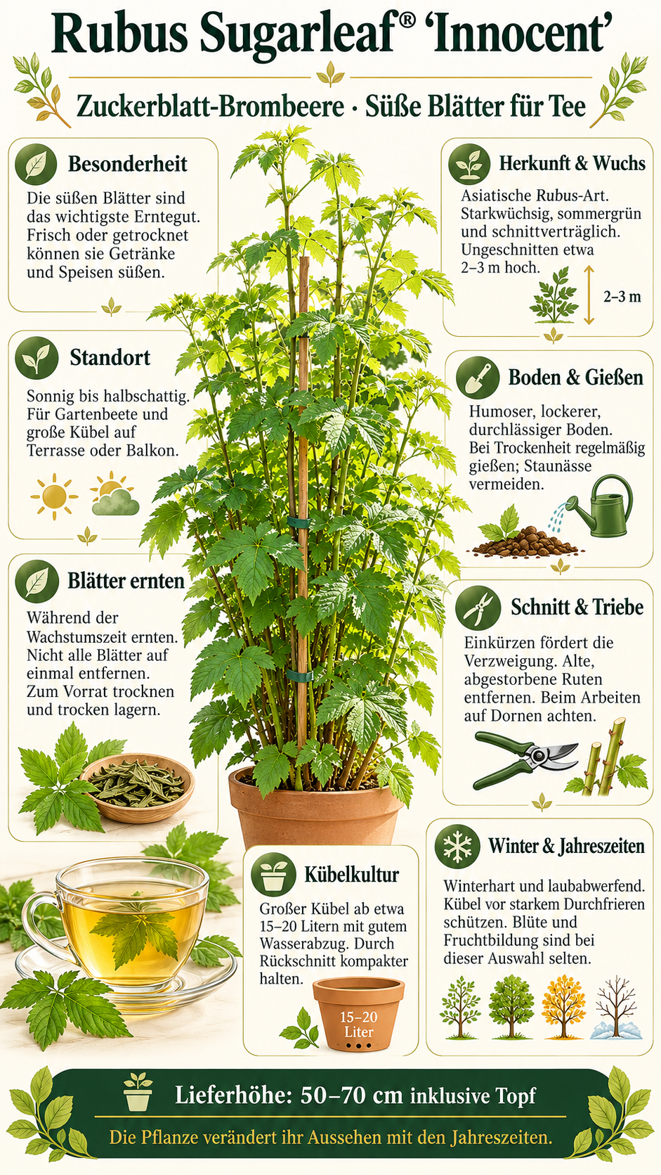 Zuckerblatt-Brombeere Sugarleaf® ‘Innocent’ – winterharte Süßblatt-Pflanze für Garten & Kübel – 50–70 cm inkl. Topf