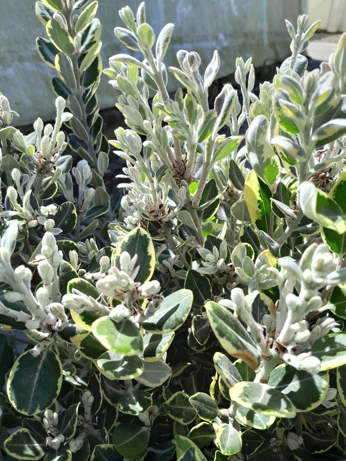 Metrosideros excelsa 'Variegata' 80-100 cm - panašovaný železný strom Pohutukawa Nový Zéland vánoční strom