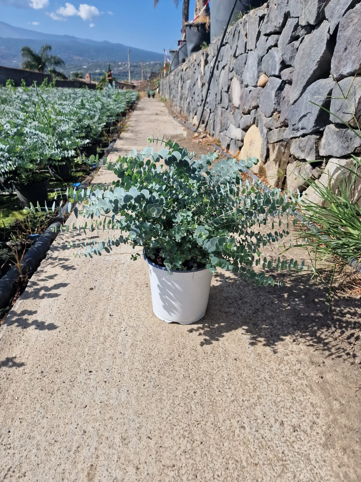Eukalyptus stříbrolistý Baby Blue 40-50 cm rostlina, mrazuvzdorný strom