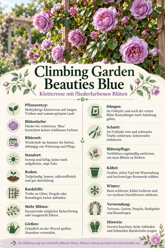 Kletterrose ‘Climbing Garden Beauties Blue’ – Rose für Garten, Terrasse & Kübel – 50–70 cm inkl. Topf