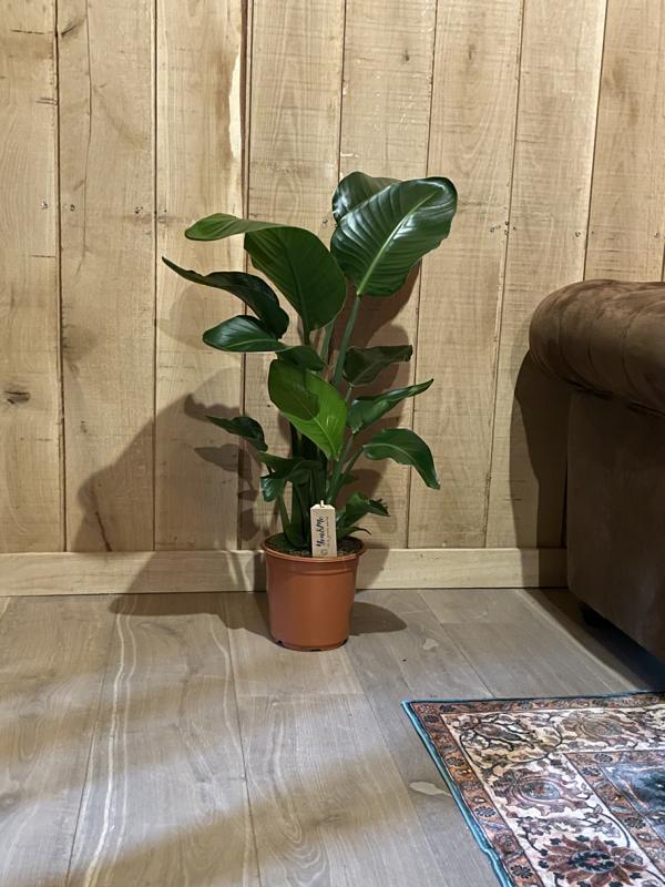 Strelitzia nicolai 2 STÜCK ca. 60 cm – Majestätische Tropenpflanze für Ihr Zuhause -- Grünpflanze -Zimmerpflanze