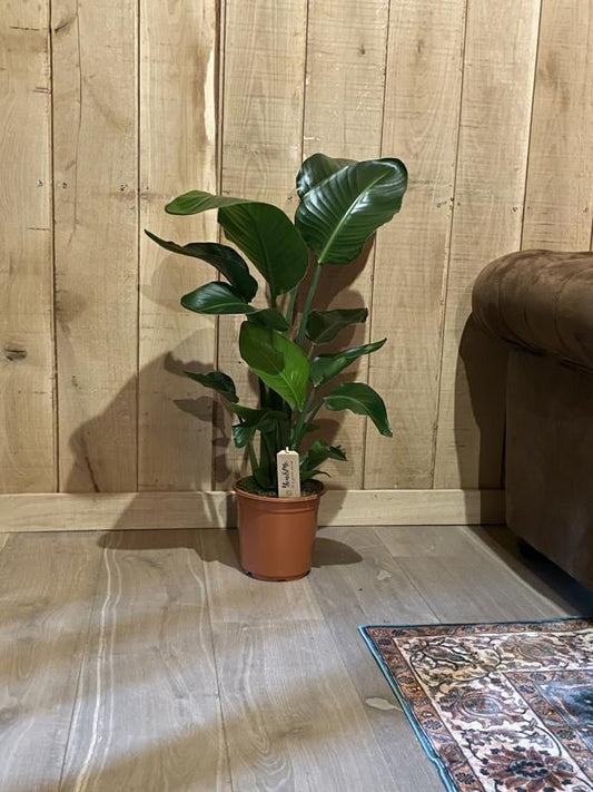 Strelitzia nicolai 2 STÜCK ca. 60 cm – Majestätische Tropenpflanze für Ihr Zuhause -- Grünpflanze -Zimmerpflanze