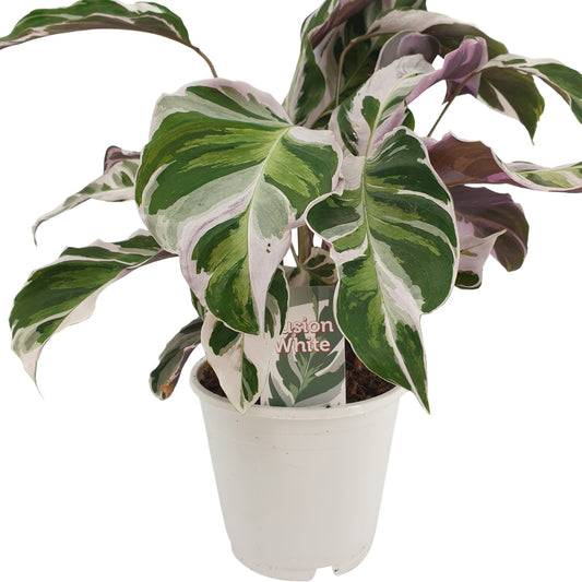 Calathea Fusion White 40-60 cm - Maranta - Zelená rostlina - Pokojová rostlina - Vhodná pro domácí mazlíčky