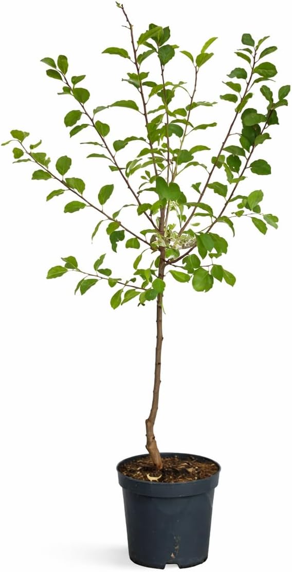Pflaume Königin Viktoria 100–120 cm – selbstbestäubender Pflaumenbaum Prunus domestica Victoria im Topf