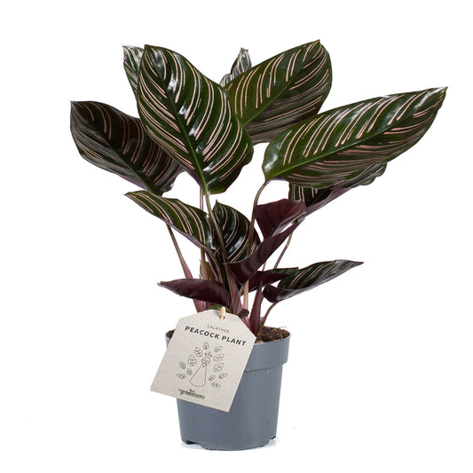 Calathea ornata Sanderiana 30-40 cm - Maranta - Pokojová rostlina - Listnatá rostlina - Vhodná pro domácí mazlíčky