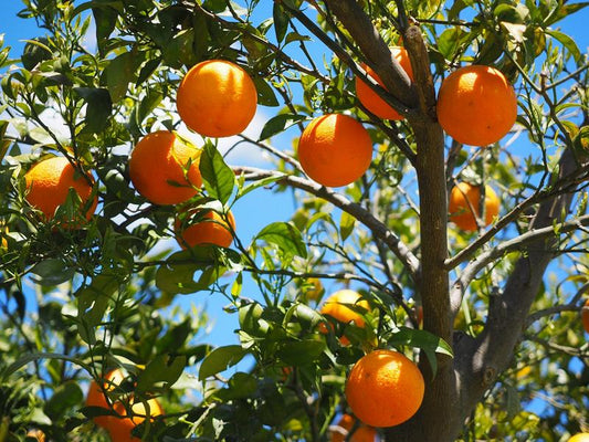 Pomerančovník Citrus Sinensis Valencia 120-140 cm – Pomerančová rostlina pro vaši zahradu
