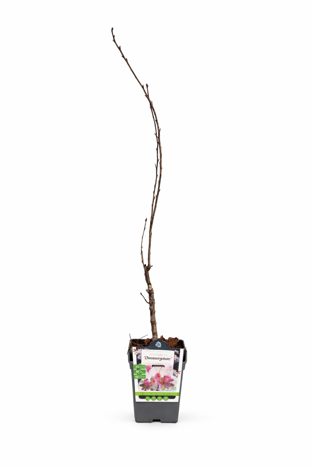 Japonská sloupovitá třešeň 'Amanogawa' - Prunus serrulata 'Amanogawa' 100-120 cm