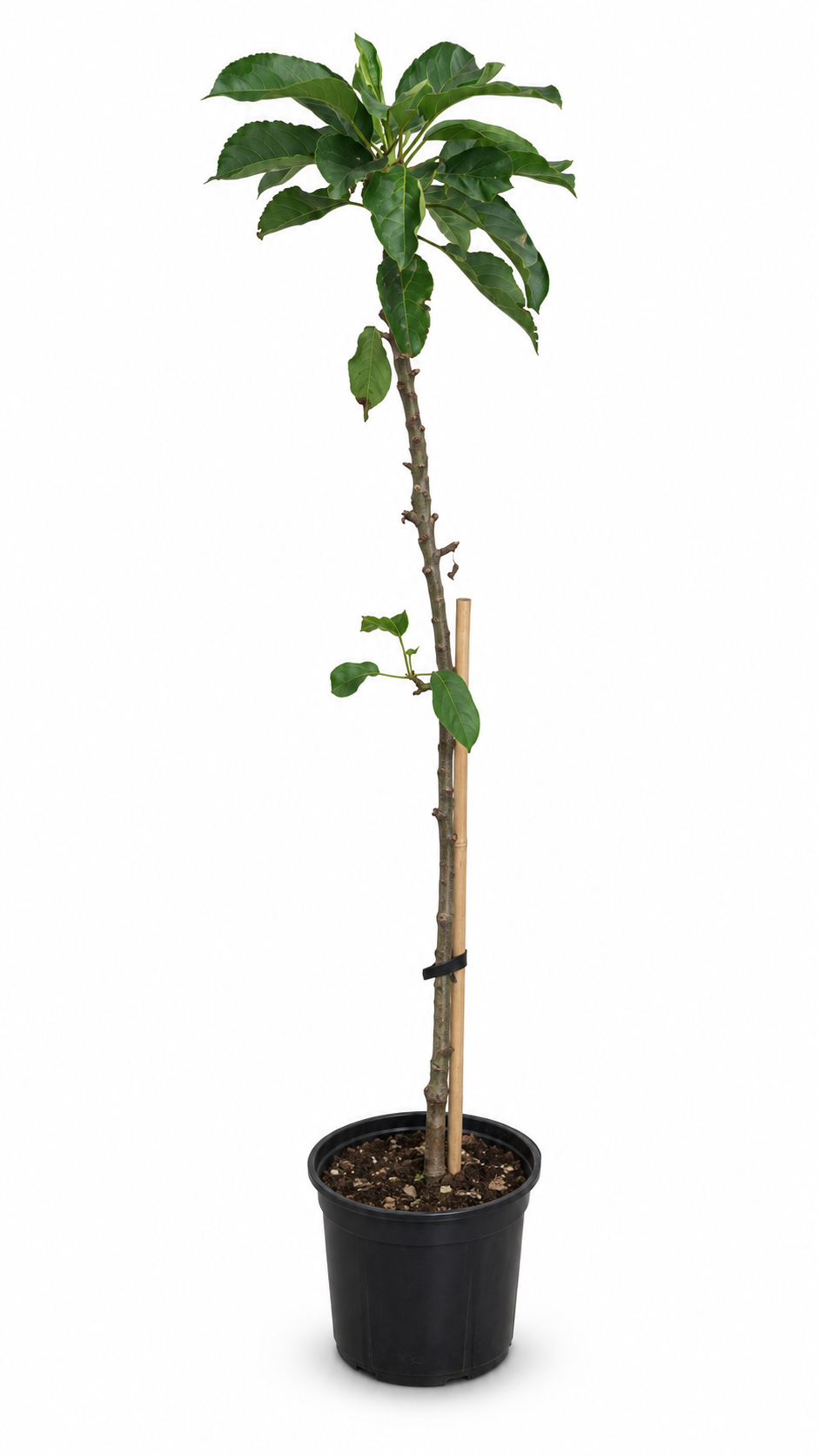 Säulenapfel ‘Gold Sensation’ 130–160 cm – Malus domestica, kompakter Apfelbaum für Garten, Balkon und Kübel