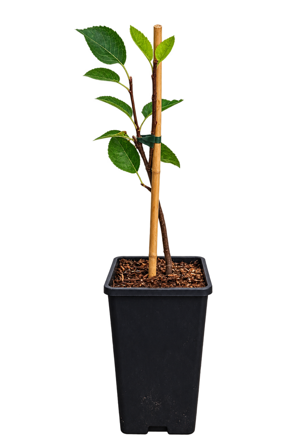 Felsenbirne ‘Thiessen’ – Amelanchier alnifolia – winterharter Obststrauch mit essbaren Früchten – 40–60 cm inkl. Topf
