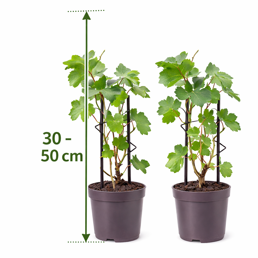 2 révy vinné 'Bianca' – Vitis vinifera | Stolní hrozny bílé | Odolný, produktivní, robustní | 30–50 cm včetně květináče o průměru 12 cm