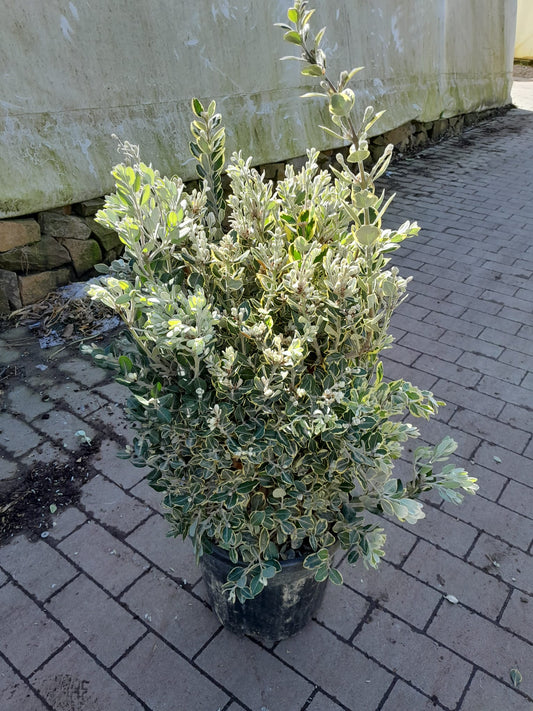 Metrosideros excelsa 'Variegata' 80-100 cm - panašovaný železný strom Pohutukawa Nový Zéland vánoční strom