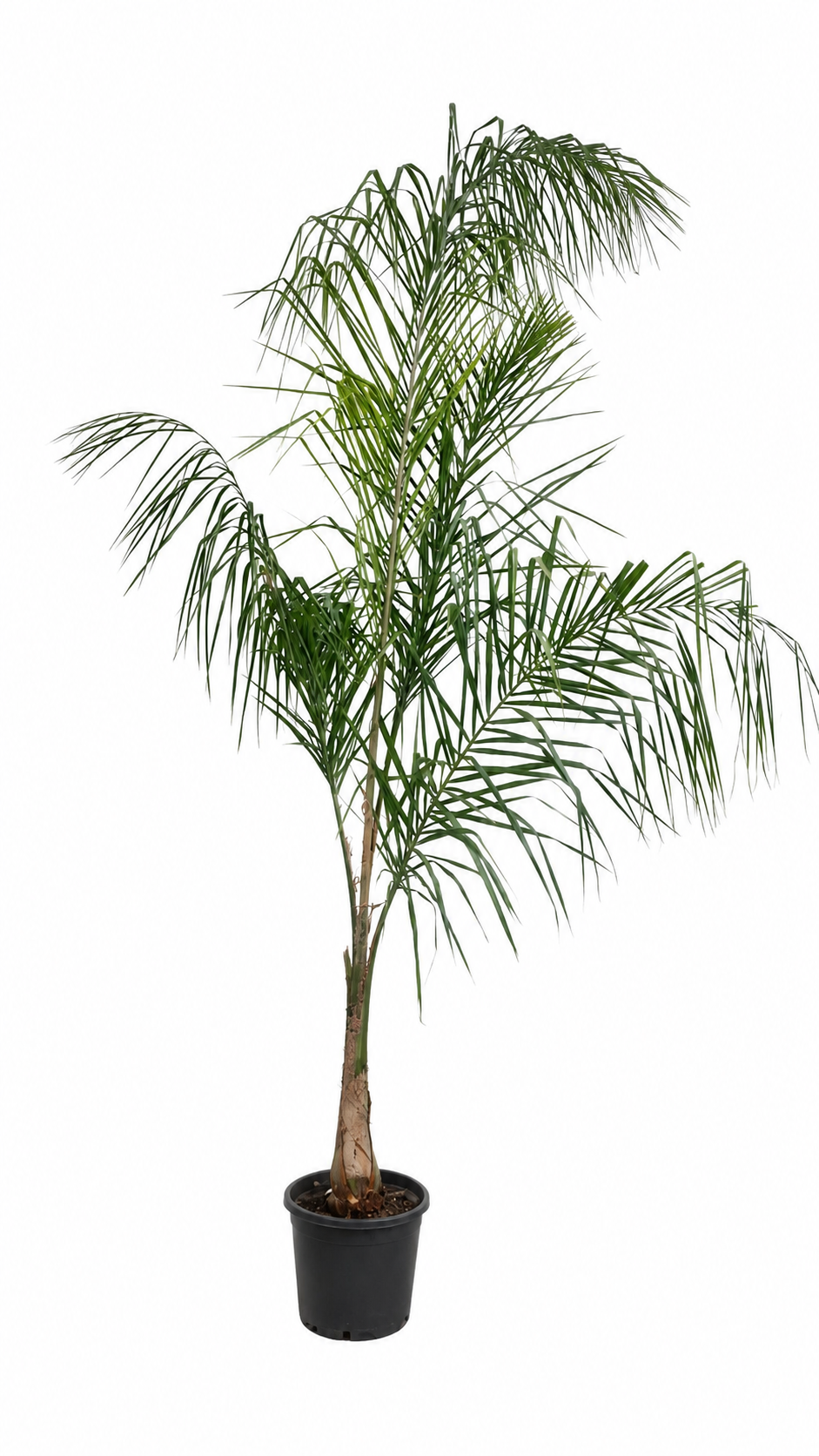 Königinpalme 200–250 cm – Syagrus romanzoffiana – große exotische Zimmerpalme und Kübelpflanze