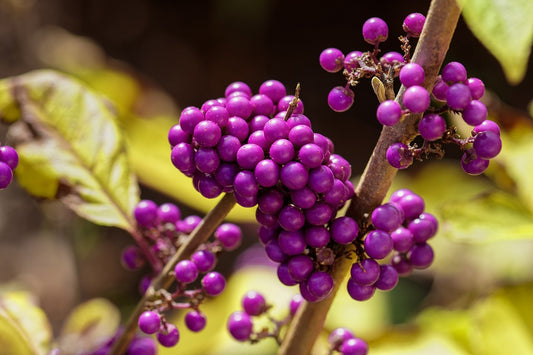 Callicarpa bodinieri Profusion - Podzimní kráska s fialovými bobulemi, cca. 45 cm. Ideální okrasná rostlina do zahrady i na balkon.
