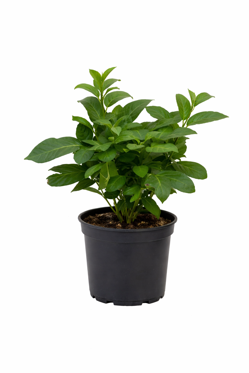 Solanum Pepino Gold 20-40 cm - Velmi chutná melounová hruška