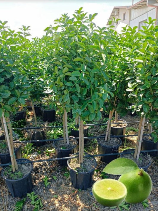 Mexická limetka 'Messicana' 140-180 cm | Exotický ovocný strom pro vaši zahradu - Citrus