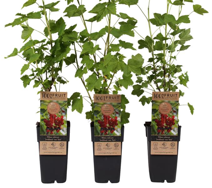 3 Stück Ribes rubrum Jonkheer van Tets - Ertragreiche Rote Johannisbeere, 40-60 cm | Robust, pflegeleicht, vitaminreich