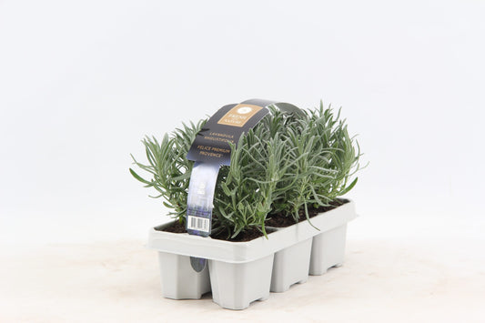 Lavandula ang. `Felice White` Staude Lavendel Weißer Lavendel