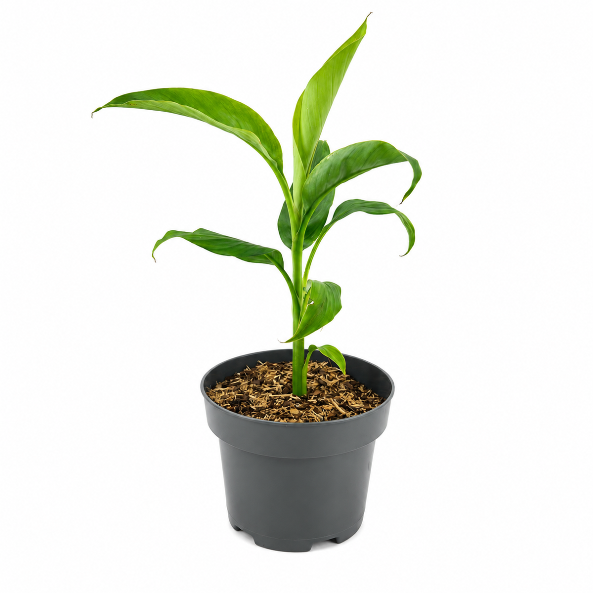 Musa basjoo 30-50 cm winterharte Banane - sehr schneller Wuchs