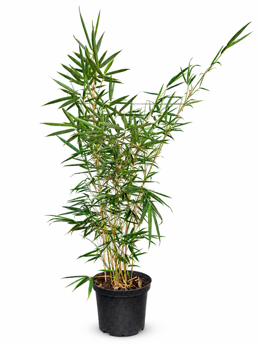 Fargesia robusta ‘Campbell’ 40–60 cm – Winterharter Heckenbambus im 2-Liter-Topf, horstbildender Zebra-Bambus