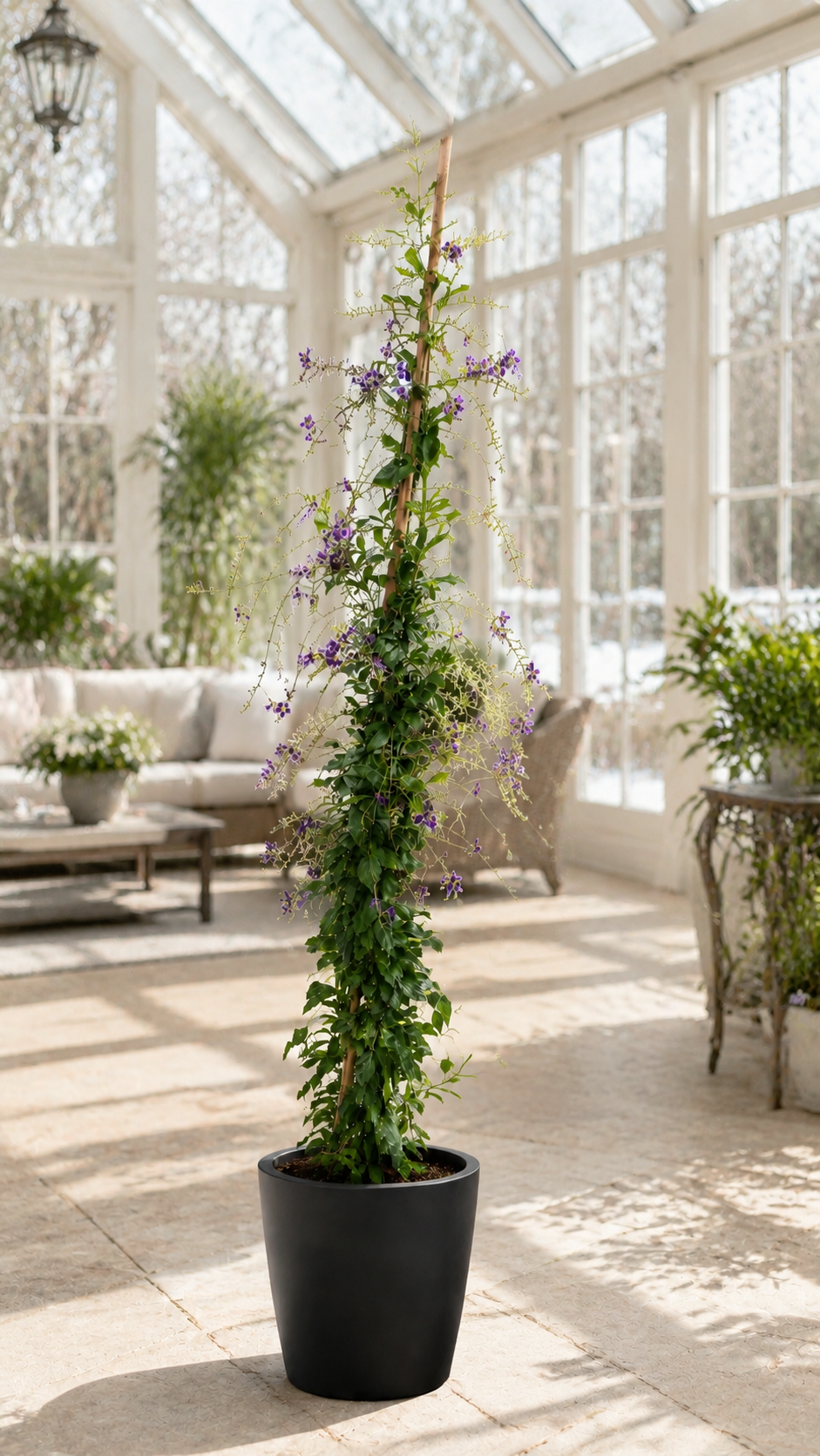 Duranta erecta 'Geisha Girl' – exotický holubník, 100–150 cm, fialové květy, vhodná pro včely, rostlina do nádob