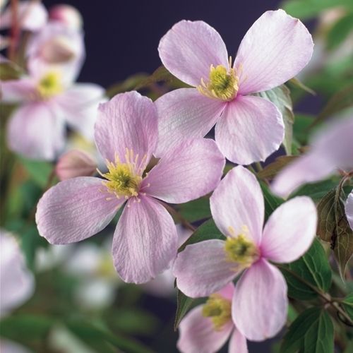 Clematis montana ‘Rubens’ – Rosa Berg-Waldrebe | Duftende Kletterpflanze 30–50 cm