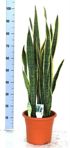 Sansevieria trifasciata Laurentii 90-100 cm hadovitá rostlina pro lepší kvalitu vnitřního ovzduší