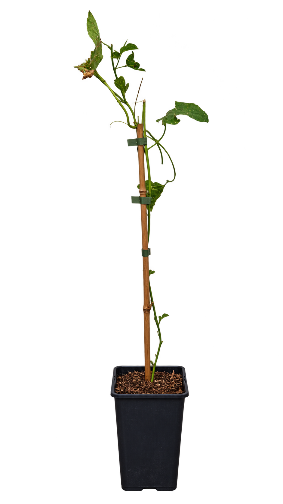 Passionsfrucht Cooltropics® ‘Eia Popeia’® – winterharte Passionsblume mit essbaren Früchten – 40–60 cm inkl. Topf