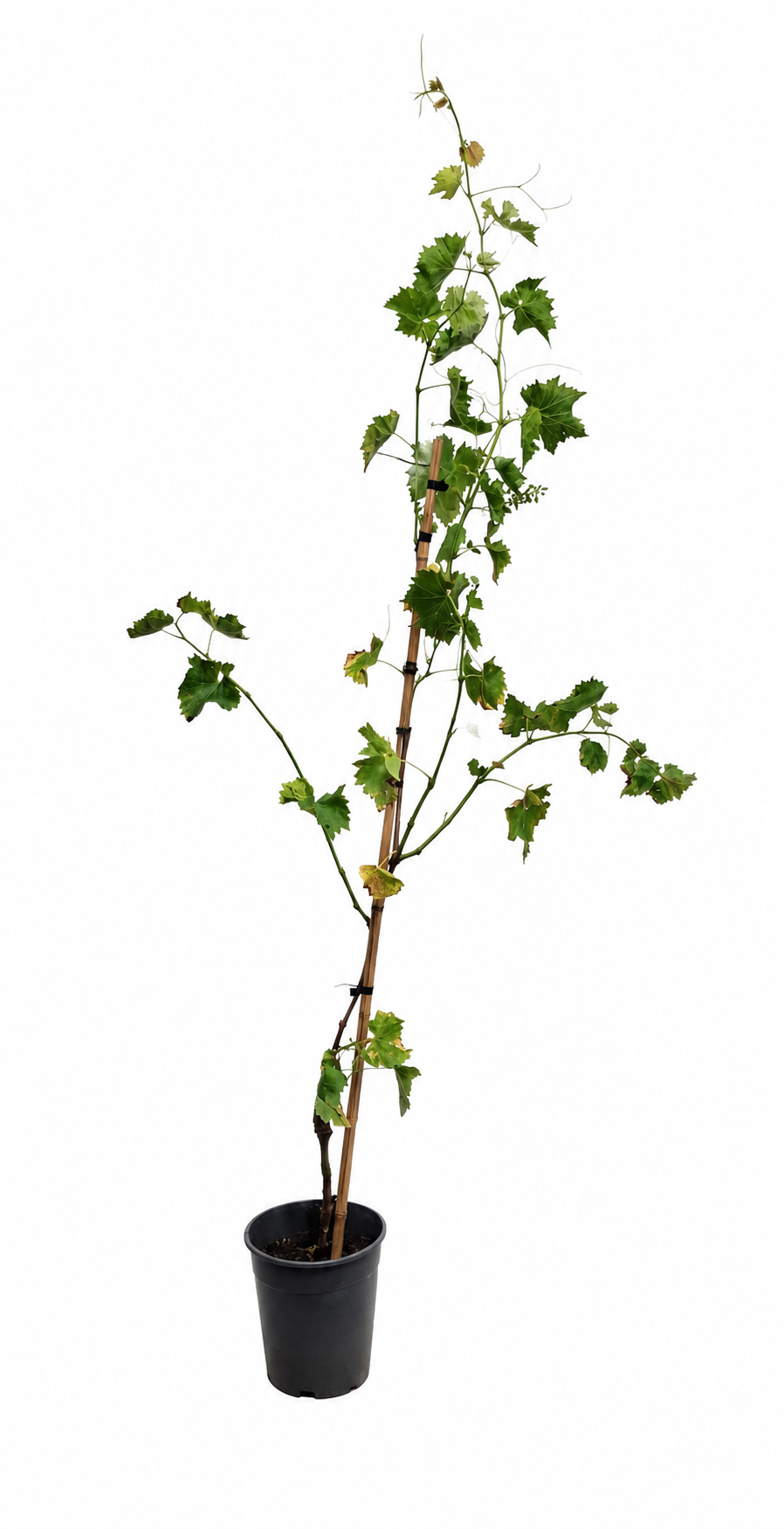 Vitis vinifera 'Excelsior' Weinrebe 120–180 cm – Tafeltraube, Rebstock, Weinpflanze, Kletterpflanze