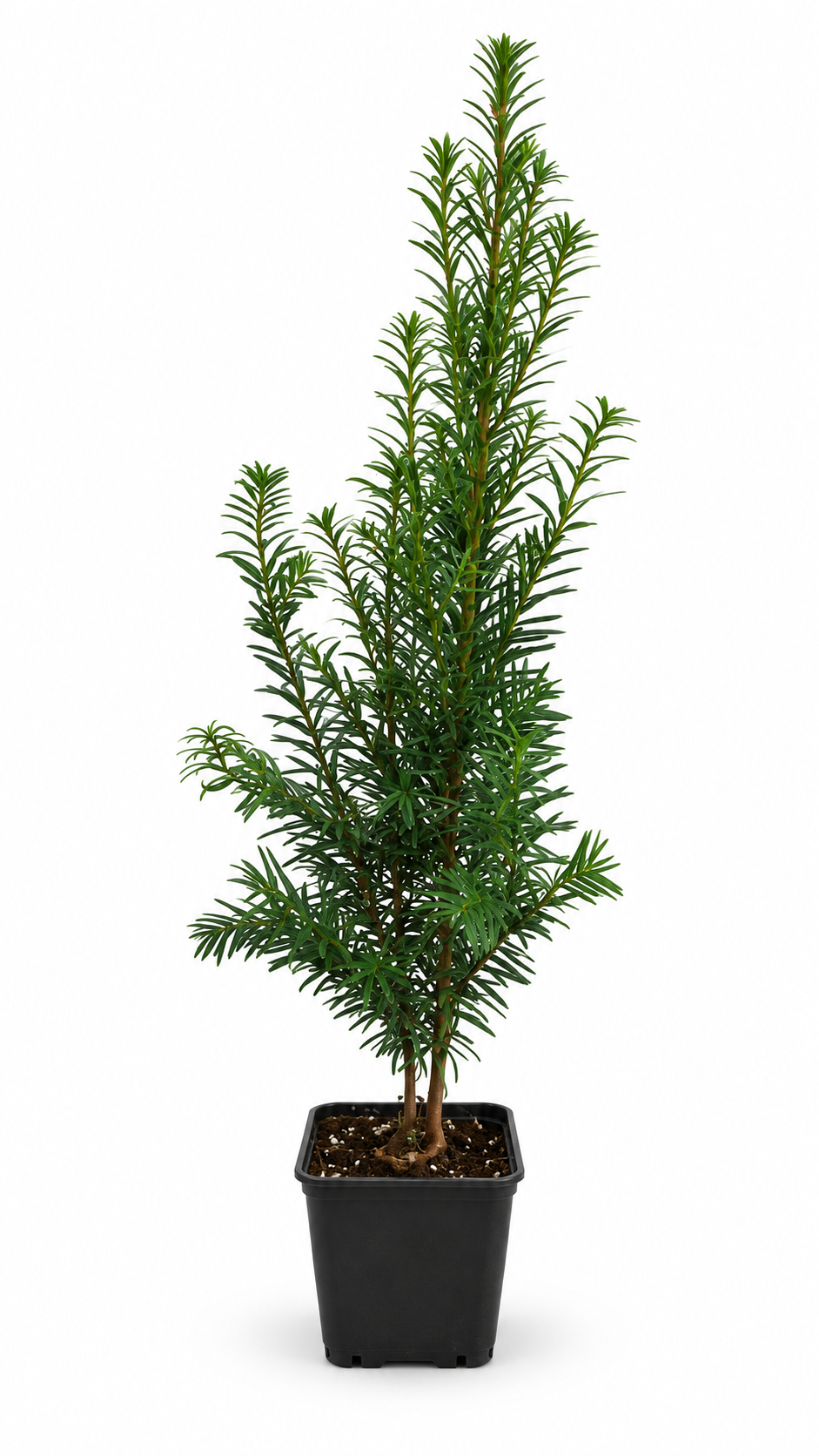 Europäische Eibe Taxus baccata ca. 50 cm – Immergrüne, winterharte Heckenpflanze