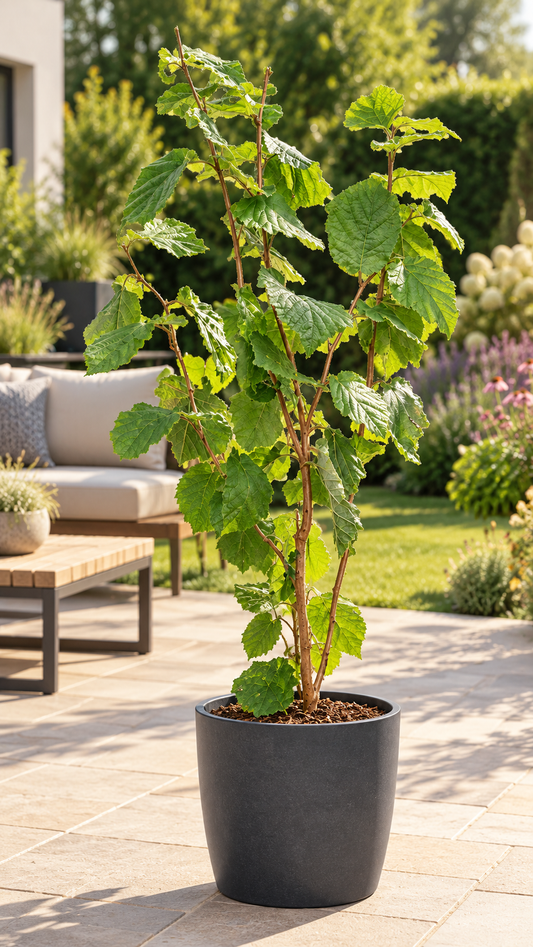 Haselnuss – Corylus avellana – winterharter Haselnussstrauch für Garten & Hecke – 100–120 cm inkl. Topf