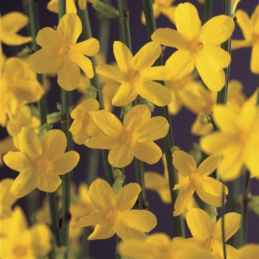 Winterjasmin 30–50 cm | Jasminum nudiflorum | Gelber Winterblüher | Winterhart & Pflegeleicht | Für Garten, Kübel & Balkon | Frühblühende Zierpflanze