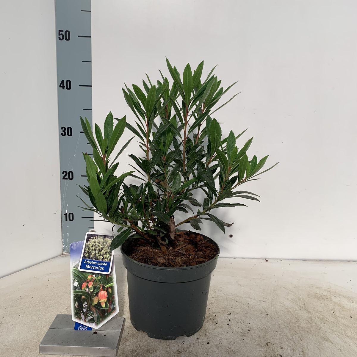 Erdbeerbaum 'Mercurius' 40-60 cm -  Arbutus unedo, Immergrün,  winterhart und pflegeleicht