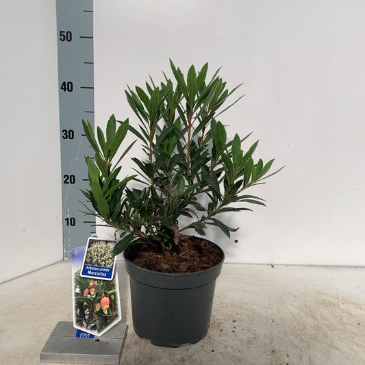 Jahodník 'Mercurius' 40-60 cm - Arbutus unedo, stálezelený, mrazuvzdorný a nenáročný na péči