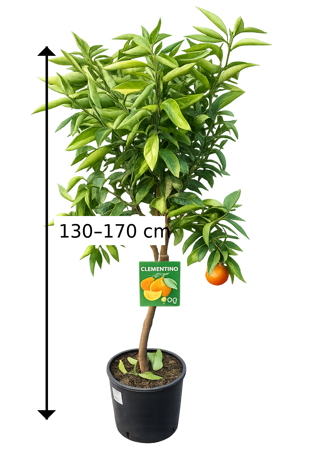 Klementinkový strom Citrus × clementina 130-170 cm – mrazuvzdorná klementinka do zahrady i do květináče