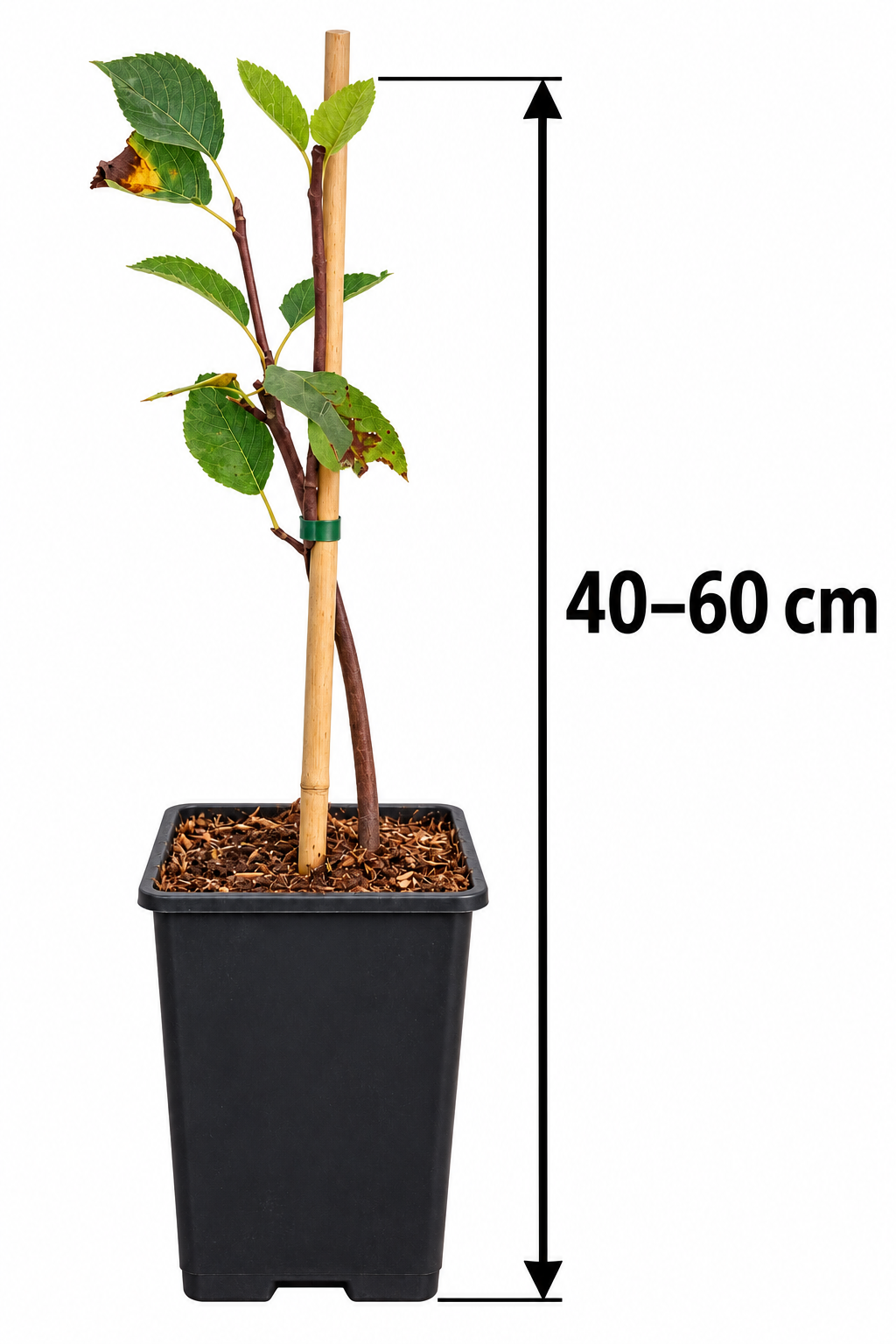 Felsenbirne ‘Thiessen’ – Amelanchier alnifolia – winterharter Obststrauch mit essbaren Früchten – 40–60 cm inkl. Topf