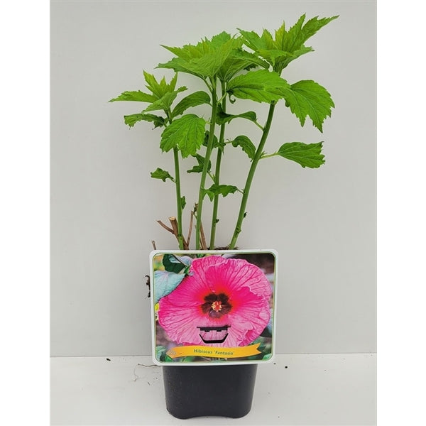 XXL Riesenhibiskus „Fantasia“ – Hibiscus moscheutos | Staudenhibiskus winterhart, rosa Blütenpracht