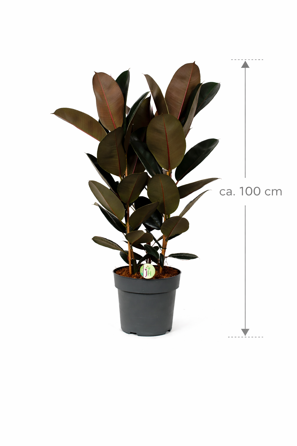 Gumovník cca. 100 cm 3 rostliny v květináči Ficus elastica Abidjan