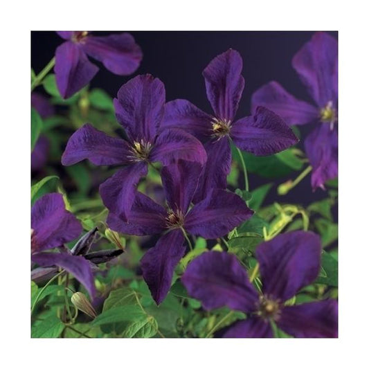 Clematis „Polish Spirit“ – robuste Waldrebe mit violetten Blüten | Kletterpflanze 30–50 cm