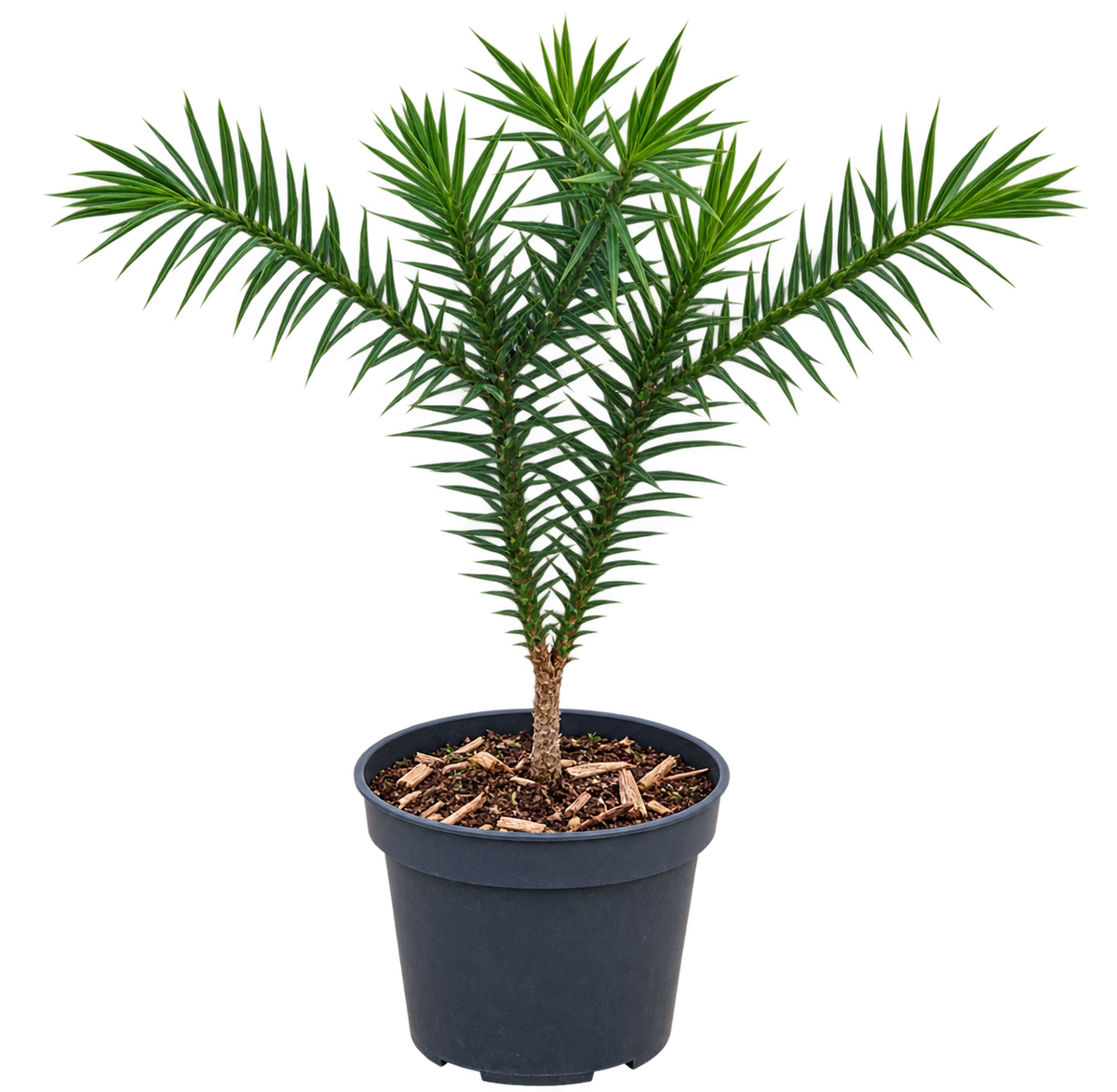 Araucaria araucana Andentanne 20–25 cm – Chilenische Schmucktanne und winterharter Affenschwanzbaum