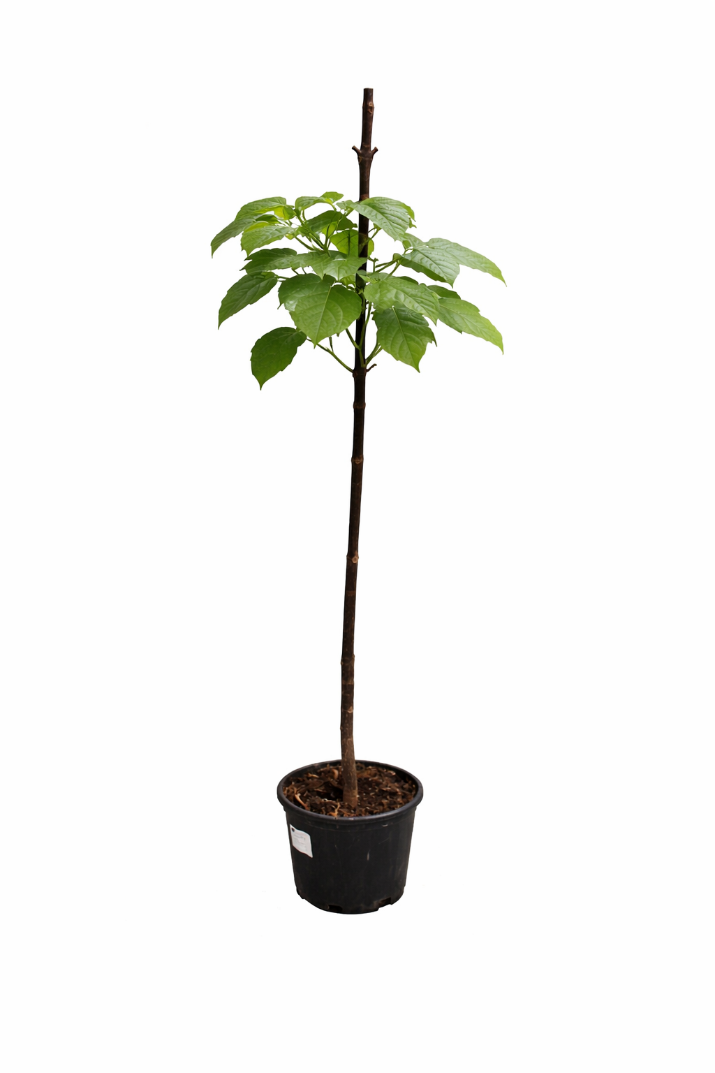 Blauglockenbaum ca. 180 cm Paulownia tomentosa Kaiserbaum winterhart schnellwachsender Zierbaum
