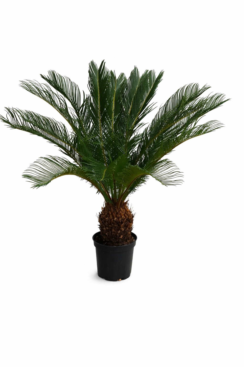 Nabídka: Cycas Revoluta 80-100 cm – Exotická ságová palma, nenáročná pokojová rostlina pro váš domov