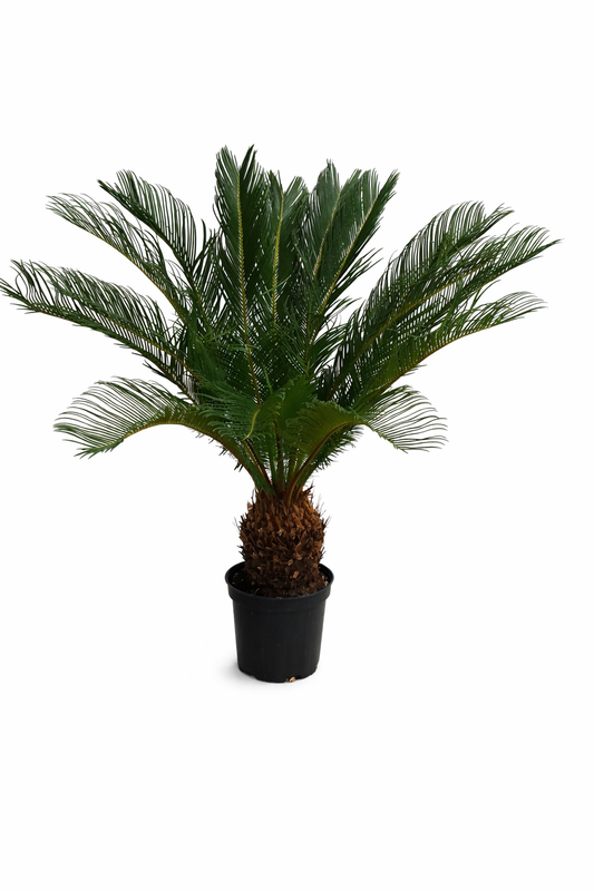 Angebot: Cycas Revoluta 60-70 cm – Exotischer Sagopalmfarn, Pflegeleichte Zimmerpflanze für Ihr Zuhause