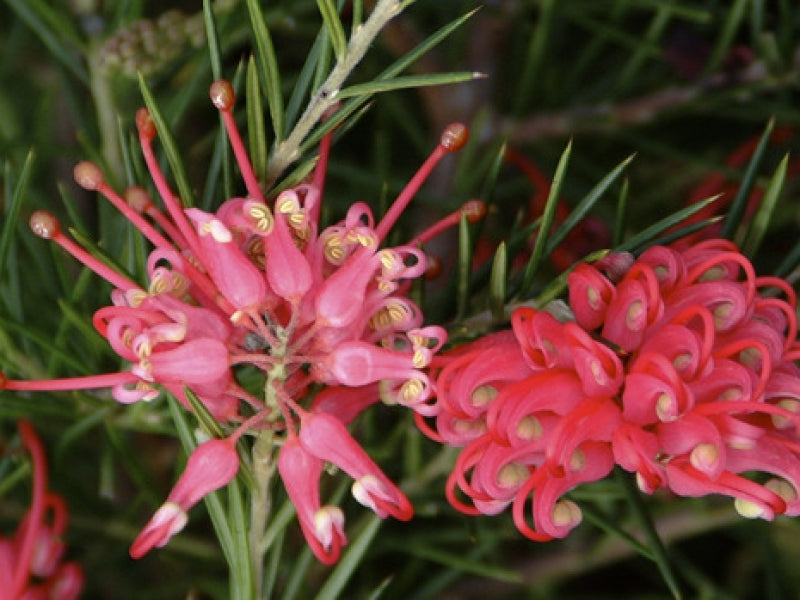 Grevillea Juniperina 40-50 cm - Australische Silbereiche mit Wacholderblättern | Immergrüner Zierstrauch für Garten & Terrasse