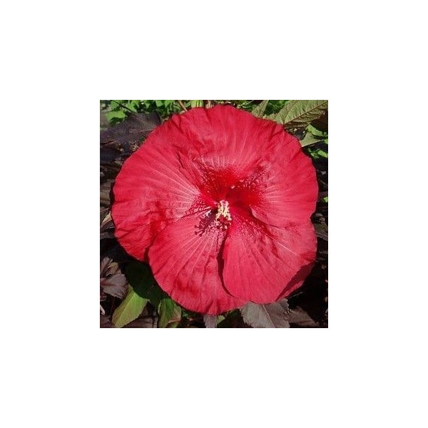 XXL Riesenhibiskus „Carousel Geant Red“ – Staudenhibiskus, Winterharte Gartenhibiskus-Pracht mit Rieseblüten