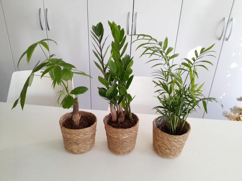 Zamioculcas, Pachira a horská palma cca. Sada květináčů do košů o výšce 40 cm – snadno udržovatelné pokojové rostliny pro váš domov