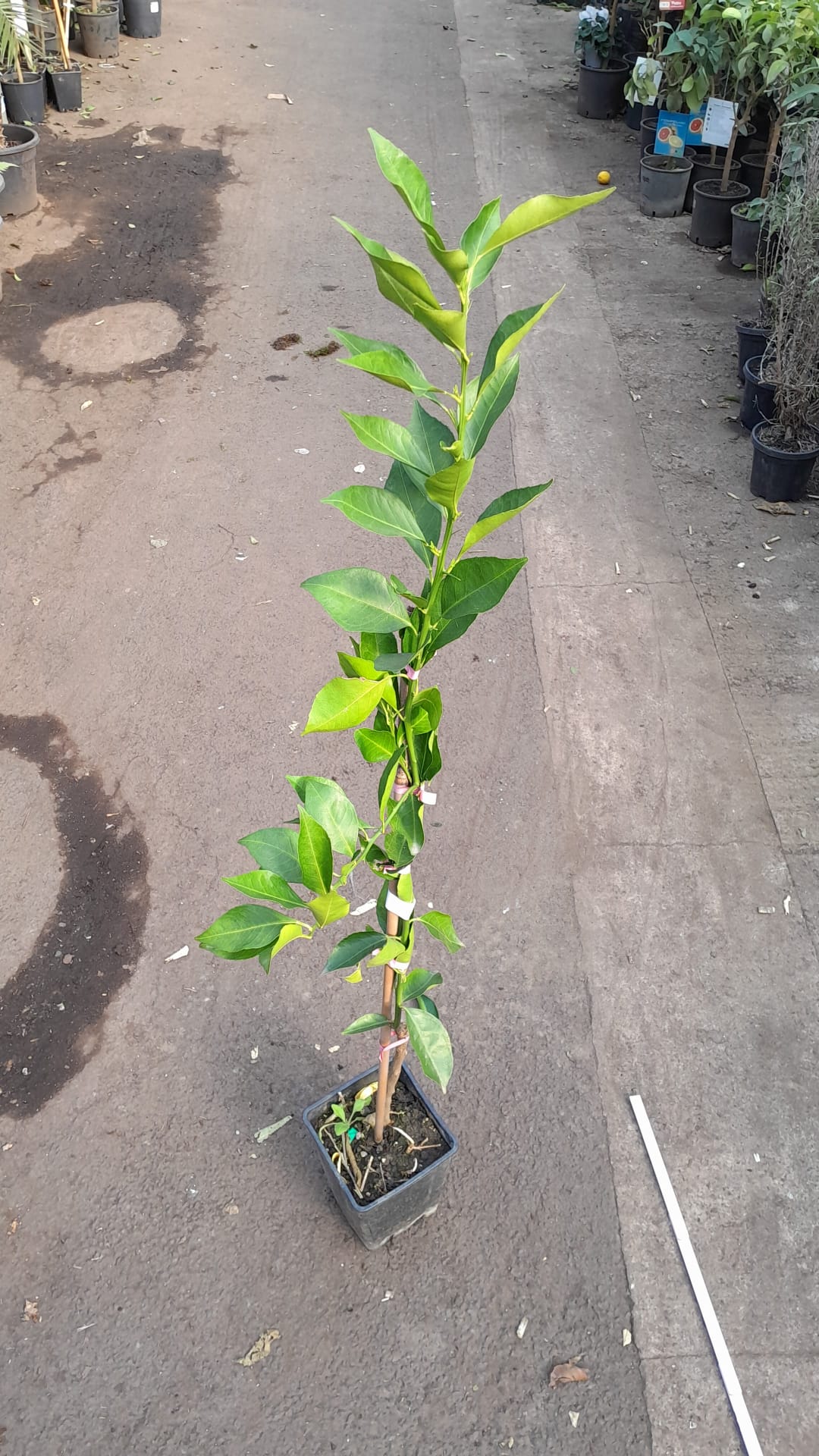 Mandarinovník Mandalate 120-150 cm – středomořský citrusový strom do zahrady a na balkon